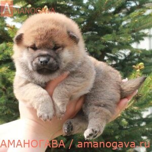 Девочка Шиба Ину от 14.04.2021