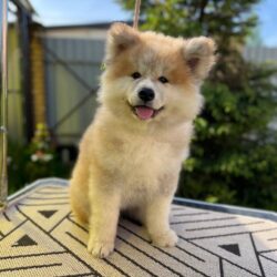 Акита Ину от 16.03.2022