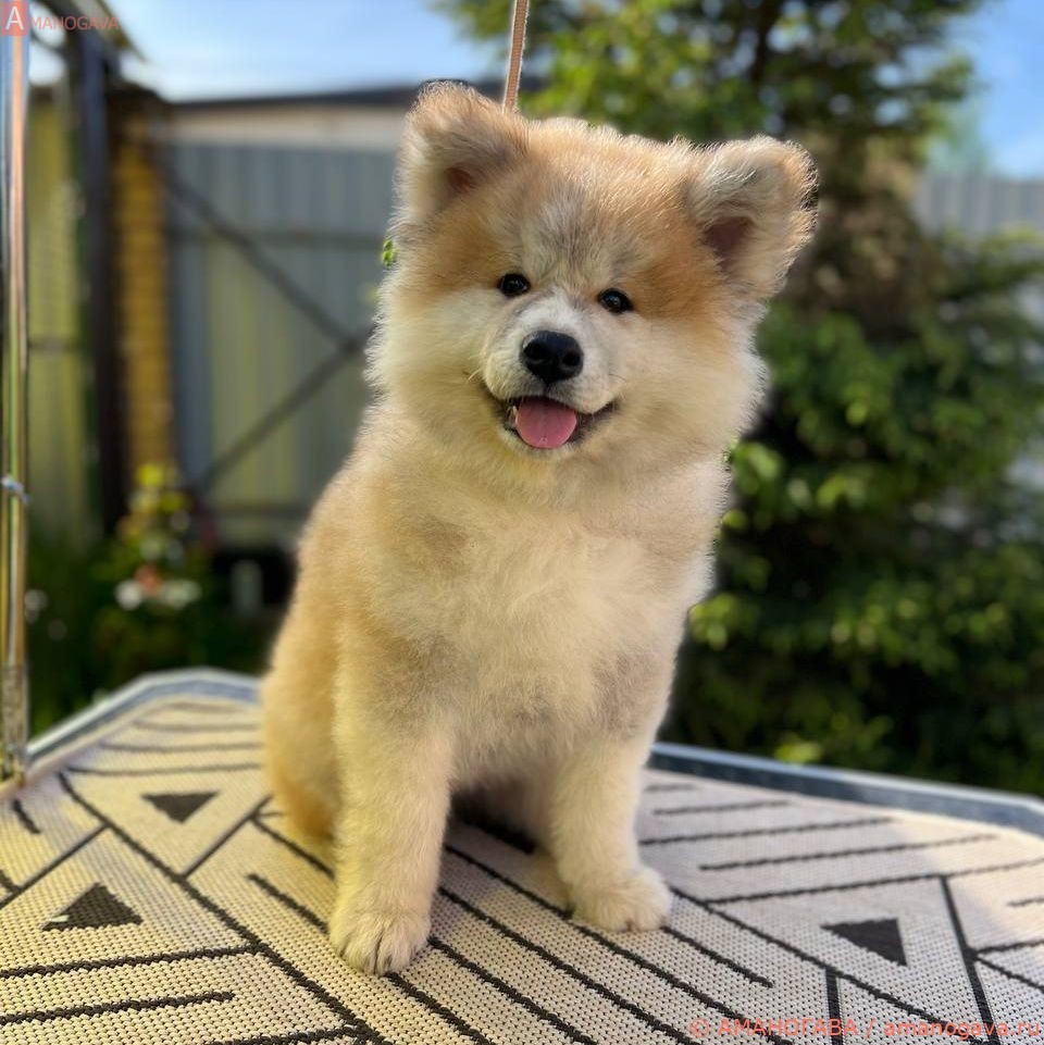 Акита Ину от 16.03.2022