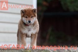 ASTRA BRAMA HOSIDZORA