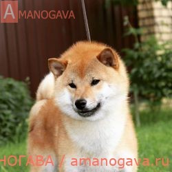 MOMIJI CHIBA SUZUMARU