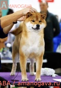 AMANOGAVA NACUKASIY ODZI