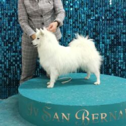 Иза 3Д Оксер "Иза"