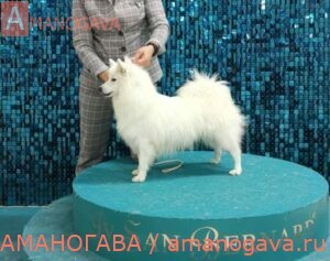 Иза 3Д Оксер "Иза"