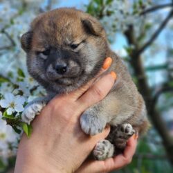 Девочка 1 Шиба Ину от 17.04.2023. Недорого!