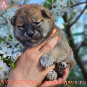 Девочка 1 Шиба Ину от 17.04.2023. Недорого!