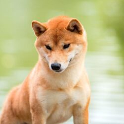 MOMIJI CHIBA YOSHIDO