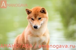 MOMIJI CHIBA YOSHIDO