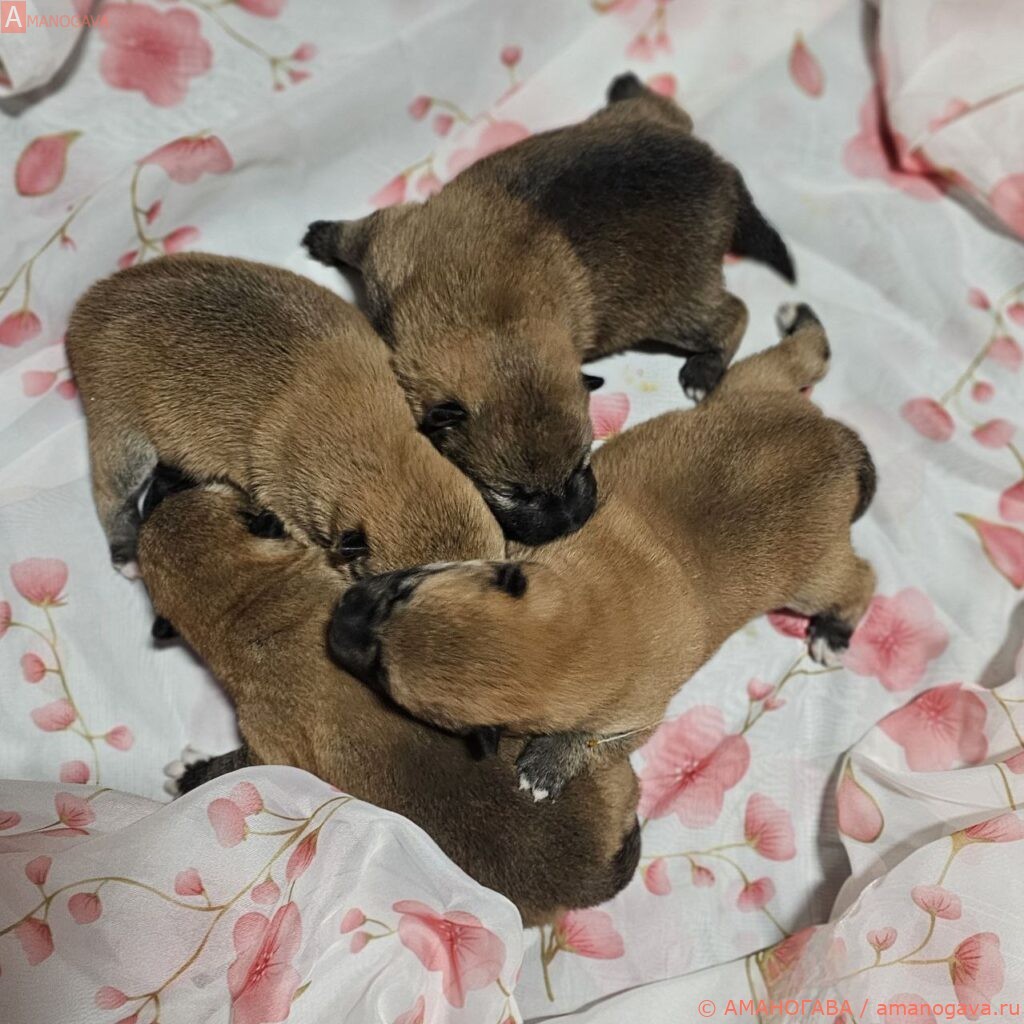 Открыт резерв на щенков Шиба Ину от 12.01.2024. Свободны мальчик и девочка.