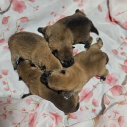 Открыт резерв на щенков Шиба Ину от 12.01.2024. Свободны мальчик и девочка.