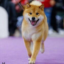 AMANOGAVA NACUKASIY ODZI