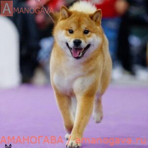 AMANOGAVA NACUKASIY ODZI