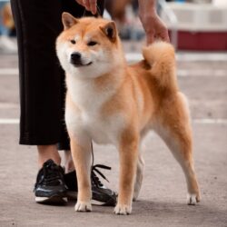 Аманогава Риас Гримори