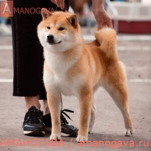 Аманогава Риас Гримори