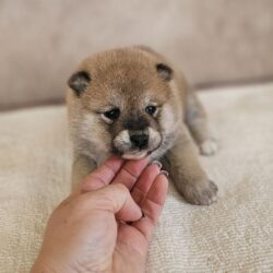 Девочка 1 шиба ину от 15.02.2024