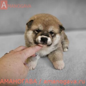 Девочка 2 шиба ину от 15.02.2024