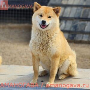 AMANOGAVA KICHI