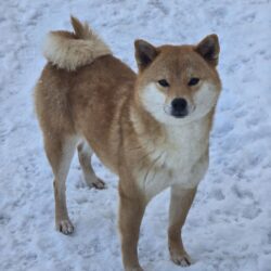 Аманогава Кичи