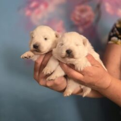 Свободны для резерва мальчики Японского шпица