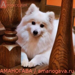 Балтик Лайн Лионелла