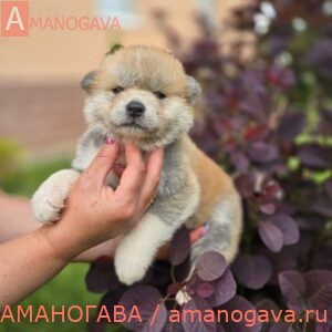 Мальчик 1 Акита Ину от 20.05.2024