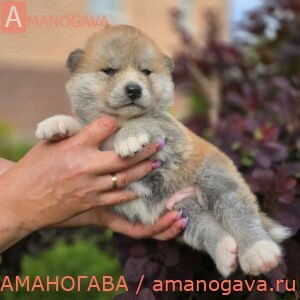 Мальчик 2 Акита Ину от 20.05.2024