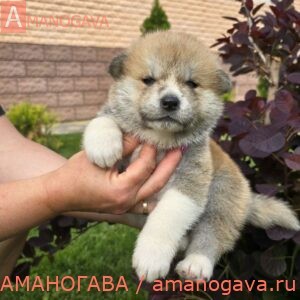 Девочка 1 Акита Ину от 20.05.2024