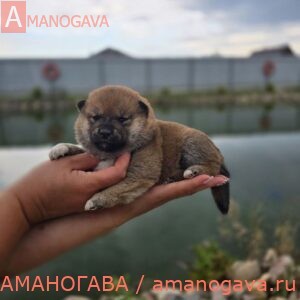 Девочка 1 Шиба Ину от 11.08.2024