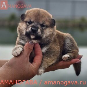 Девочка 2 Шиба Ину от 11.08.2024