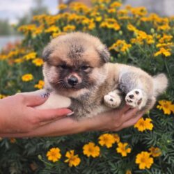 Девочка 1 Акита Ину от 08.08.2024