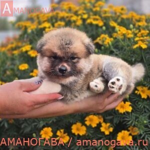 Девочка 1 Акита Ину от 08.08.2024