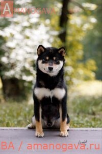 ЭКСЕЛИГМОС ЯРИ