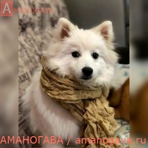 Айхито Томодаши Лилу 2