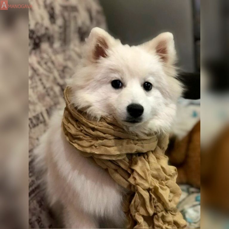 Айхито Томодаши Лилу 2