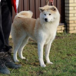 Акита Ину - Яна