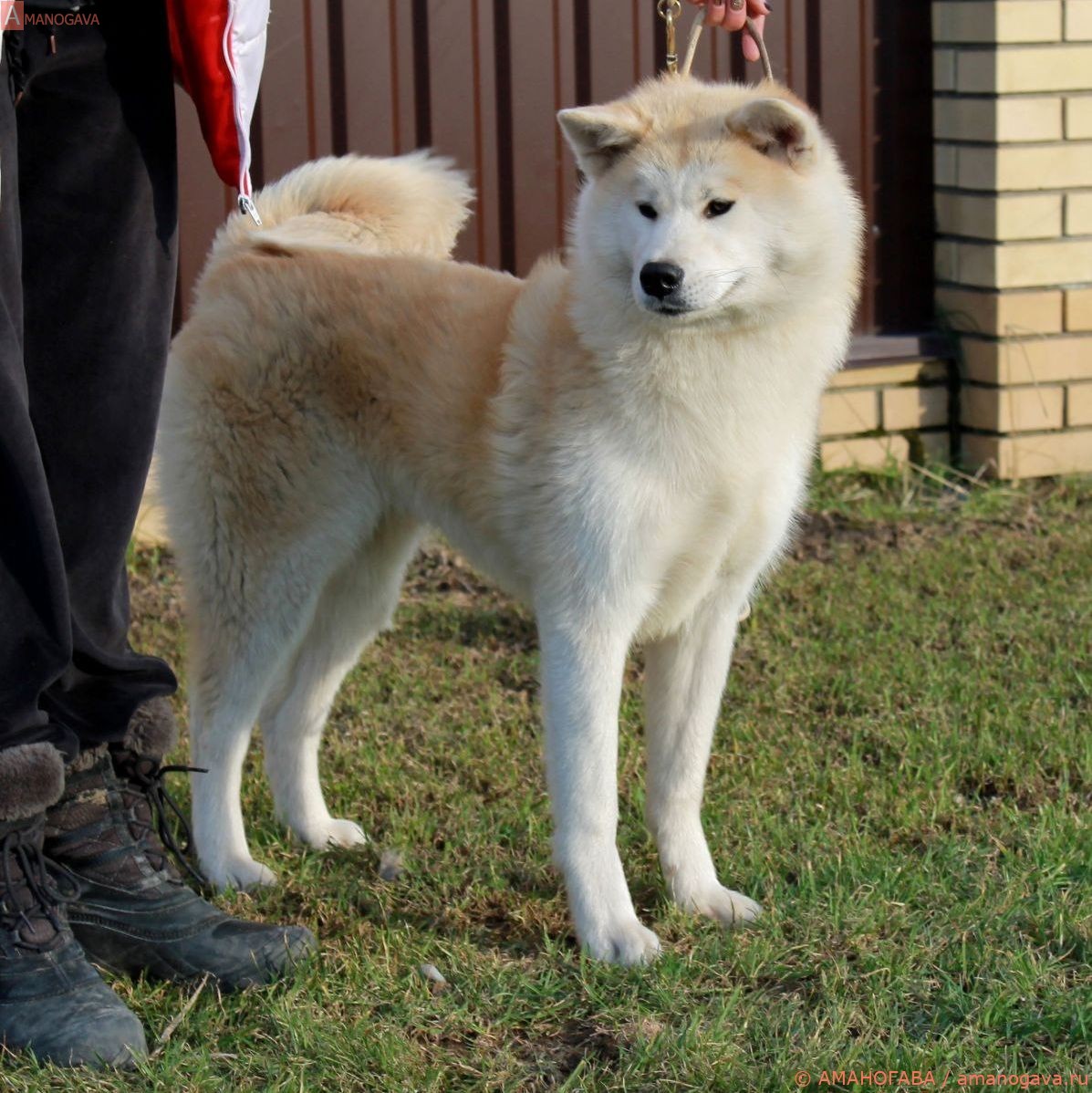 Акита Ину - Яна