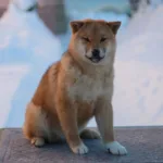 Девочка 1. Шиба Ину от 04.09.2025. 