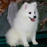 Девочка 1 Японского шпица от 14.10.2025. 