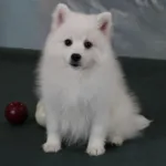 Девочка 3 Японского шпица от 14.10.2025. 