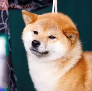 AMANOGAVA YUNAGI
