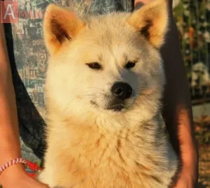 Артемов Лися