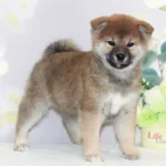 Девочка 3 Шиба Ину от 22.12.2025