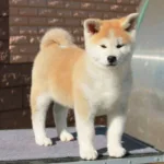 Девочка 1 Акита Ину от 27.12.2025