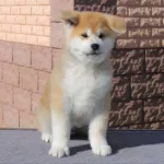 Мальчик 3 Акита Ину от 27.12.2025