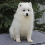 Мальчик 2 Японского шпица от 24.12.2025