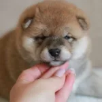 Девочка 1 Шиба Ину от 08.03.26