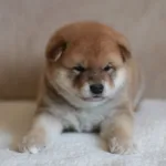 Девочка 2 Шиба Ину от 08.03.26