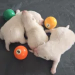 Открыт резерв на щенков Японского шпица от 23.03.26