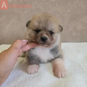 Мальчик 3 Акита Ину от 01.07.2026
