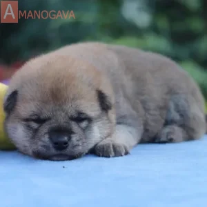Мальчик 1 Сиба Ину от 03.08.2026
